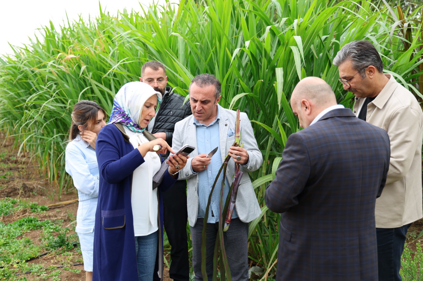 Kelkit’te Fil Otu Yetiştiriciliği Çalışmaları Yerinde İncelendi.